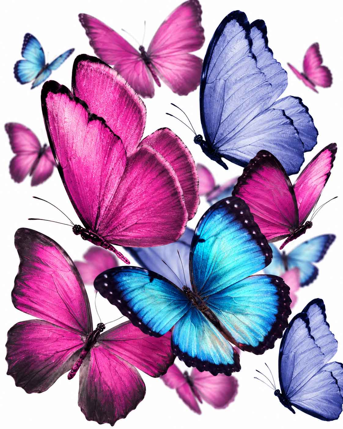 Overlapping-Butterflies-in-Pink-and-Magenta.jpg